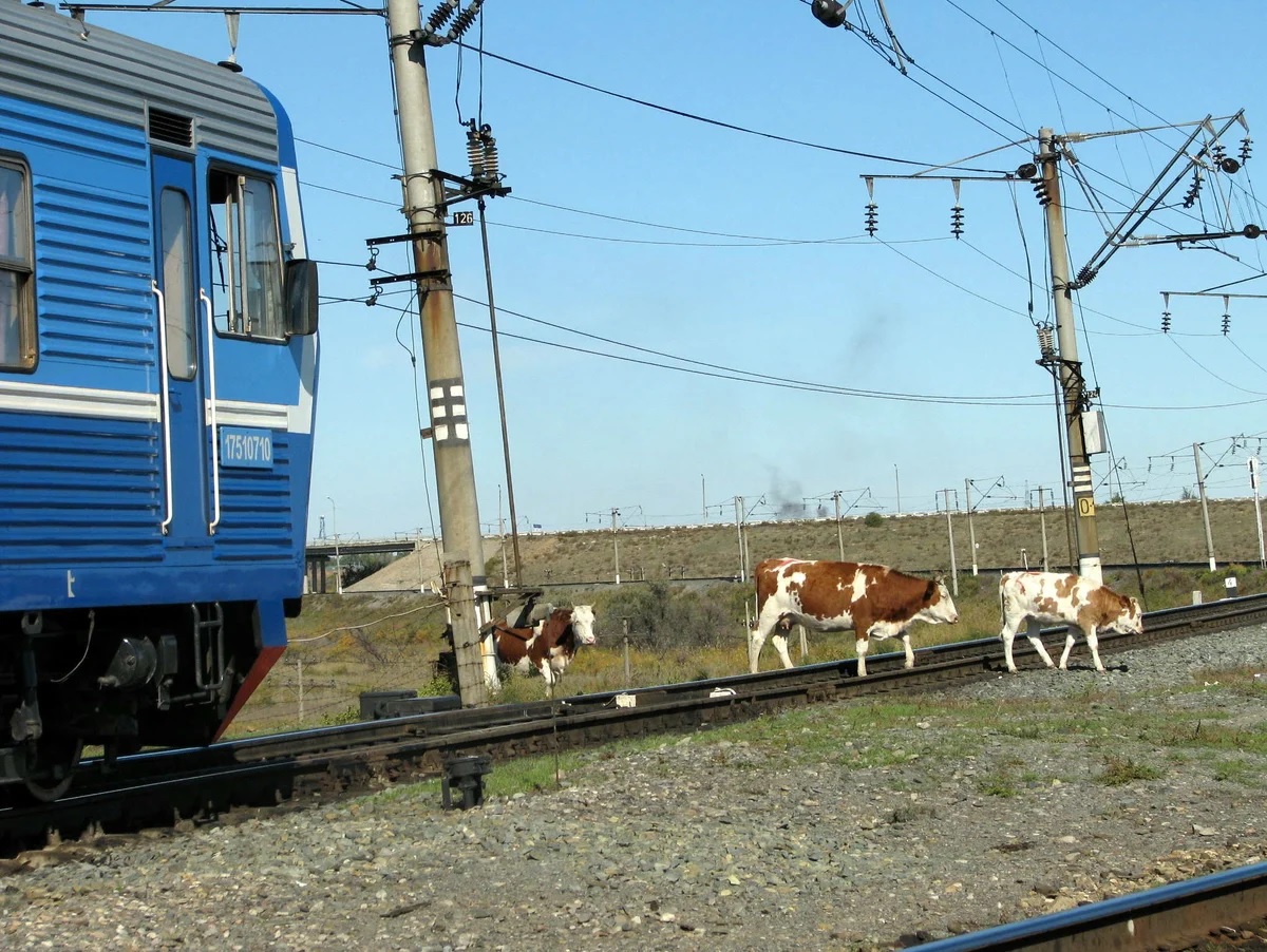 Правила прогона скота через железнодорожные пути